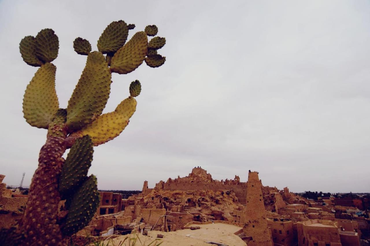 Nainshal Siwa Leilighet Siwa Oasis Eksteriør bilde
